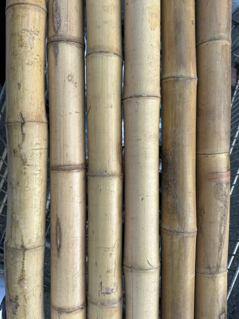 3" thick bamboo sticks 12 1/2' foot